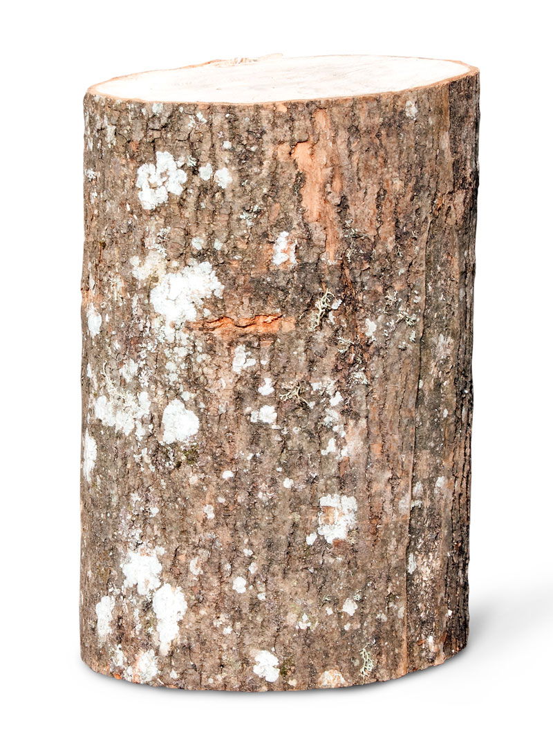 Rund træstub af ubehandlet naturtræ