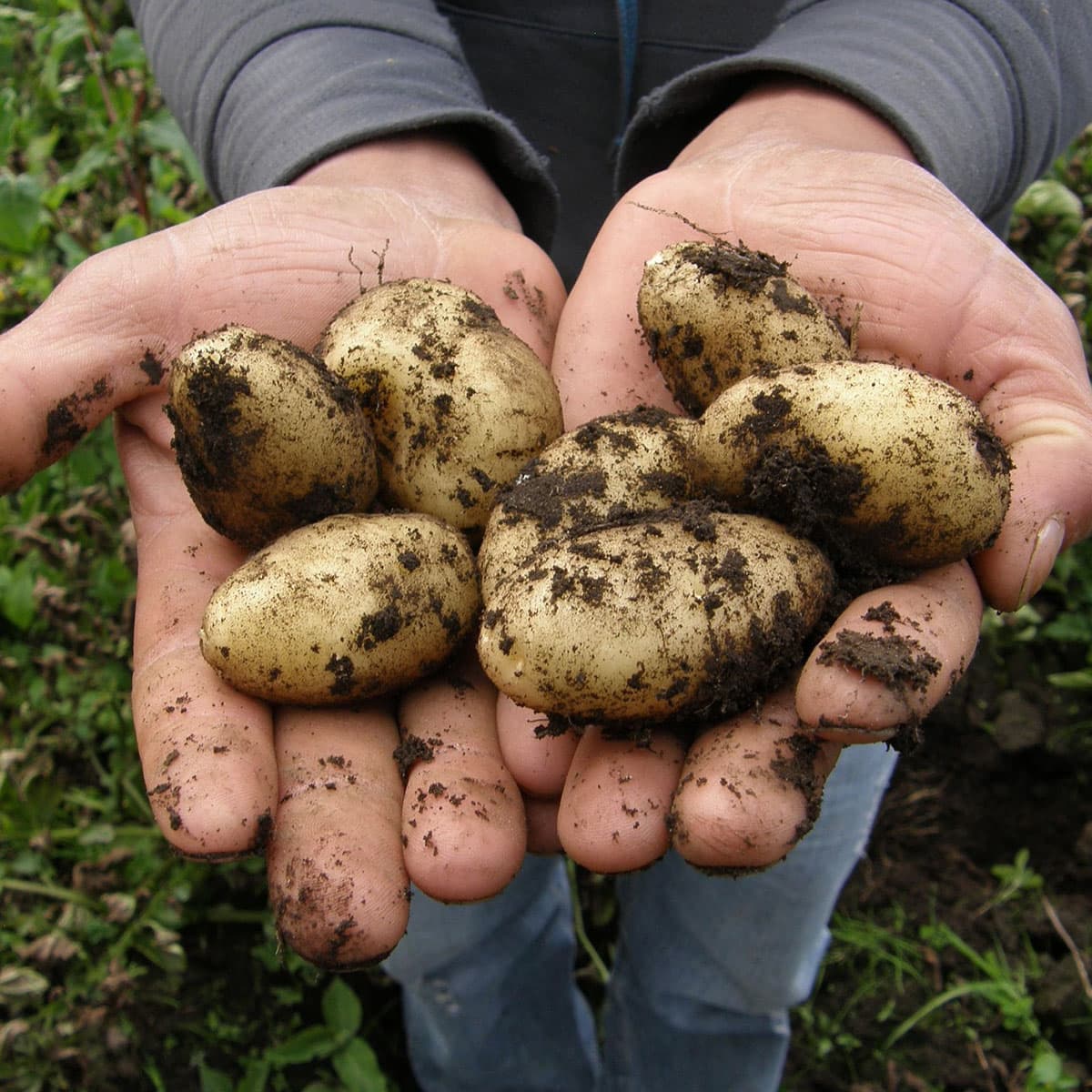 Hænder der holder nyopgravede kartofler med jord