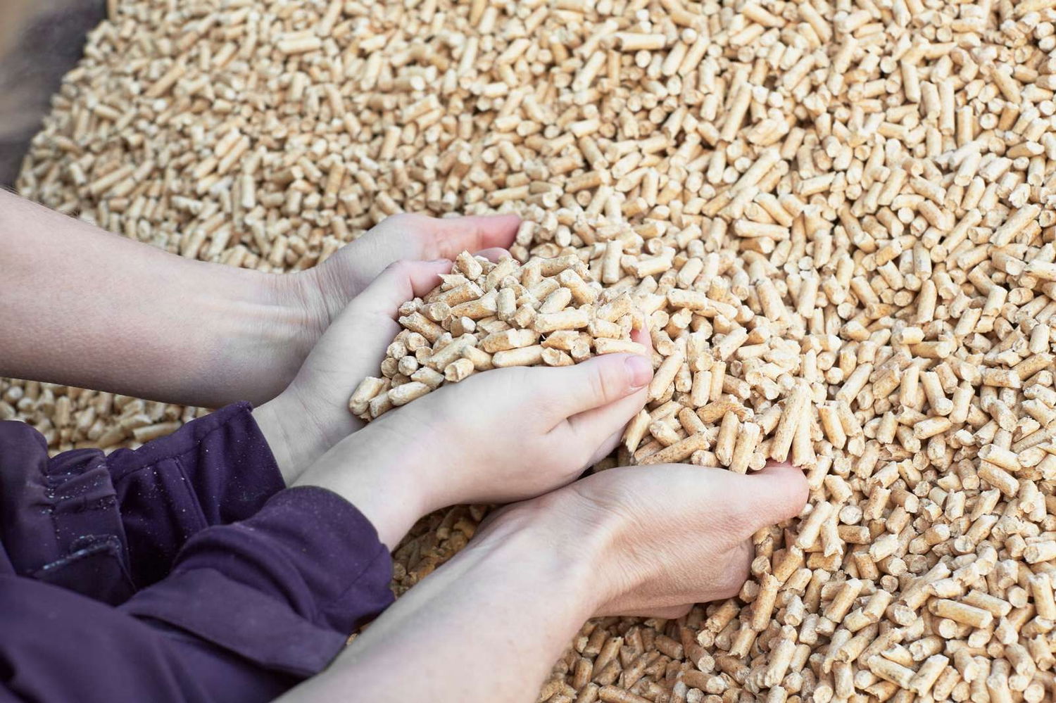 Hænder der holder lyse træpiller til fyring