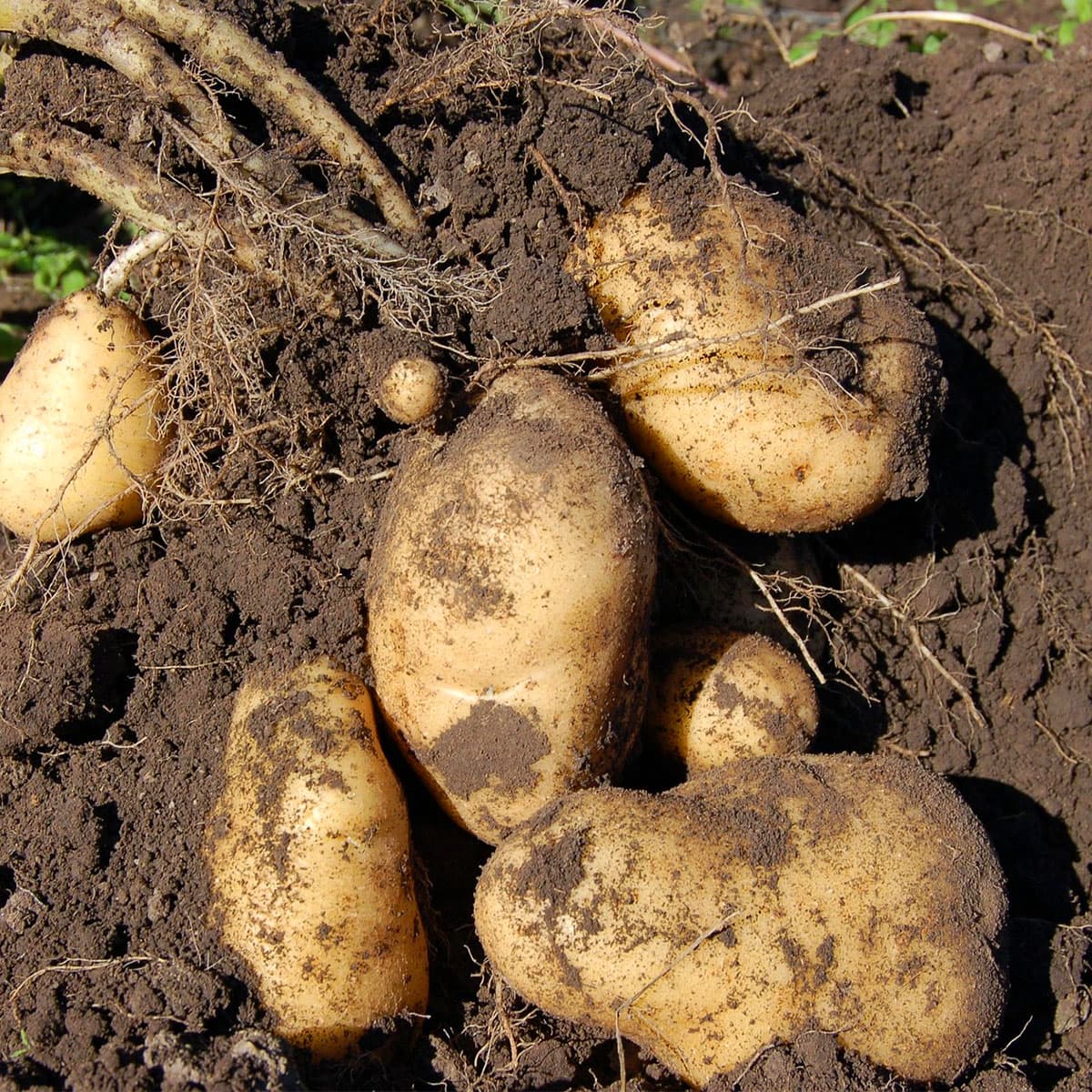 Nyopgravede kartofler med jord og rødder