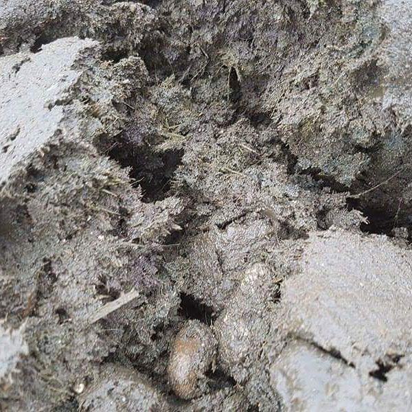 Nærbillede af frisk komøg i markjord