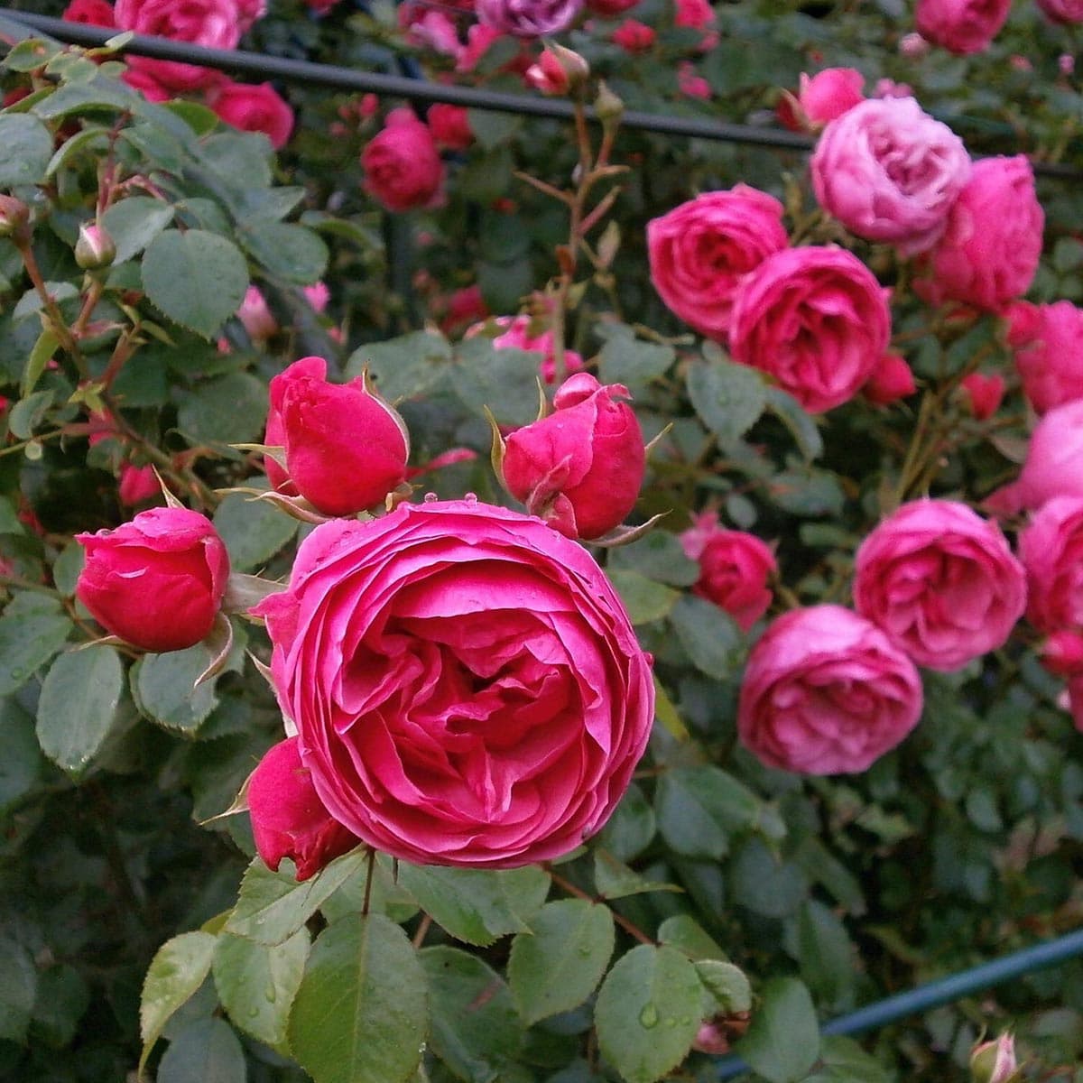 Nærbillede af lyserøde roser med knopper i haven